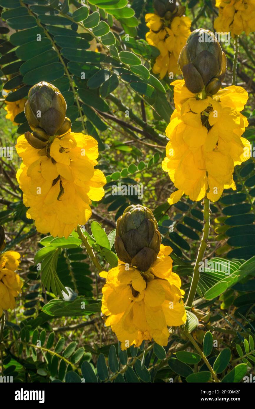 Arbusto de vela (Senna didymobotrya), en flor, originaria de África, Andalucía, Costa del Sol, España, Europa Foto de stock