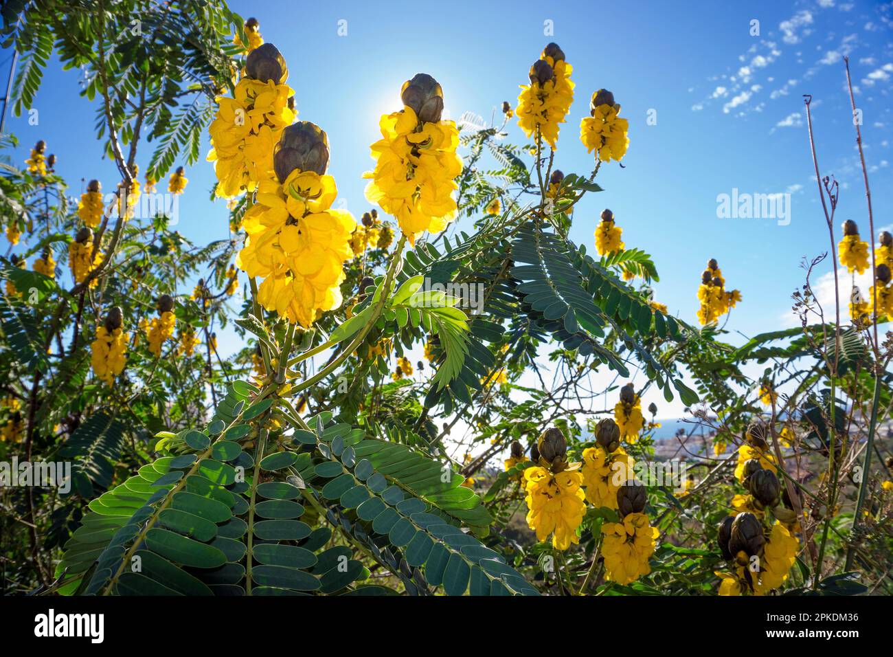 Arbusto de vela (Senna didymobotrya), en flor, originaria de África, Andalucía, Costa del Sol, España, Europa Foto de stock