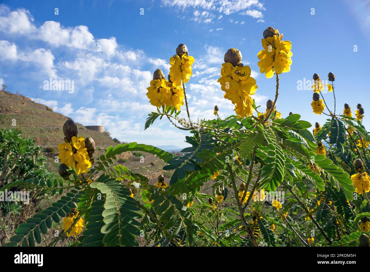 Arbusto de vela (Senna didymobotrya), en flor, originaria de África, Andalucía, Costa del Sol, España, Europa Foto de stock