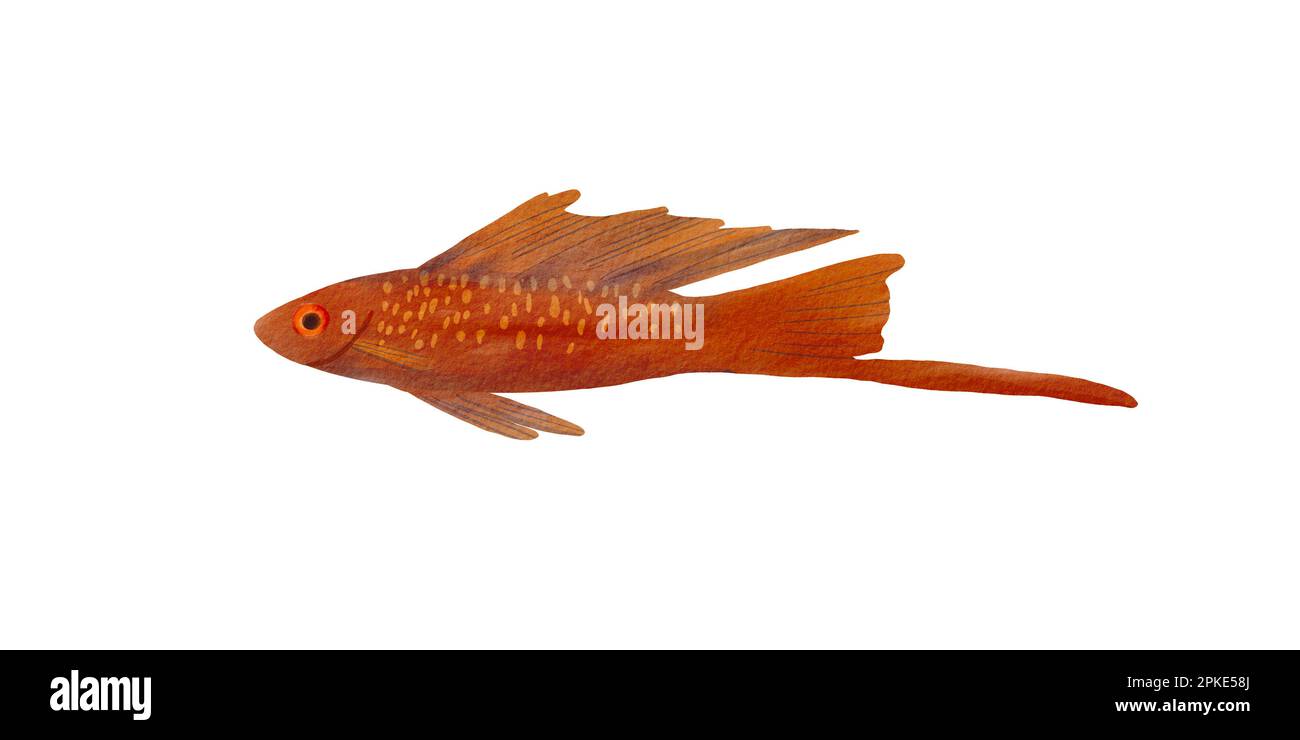 Pez espada naranja aislado sobre fondo blanco. Ilustración de acuarela de un pez submarino. Acuario de animales exóticos. Adecuado para el diseño de poste Foto de stock
