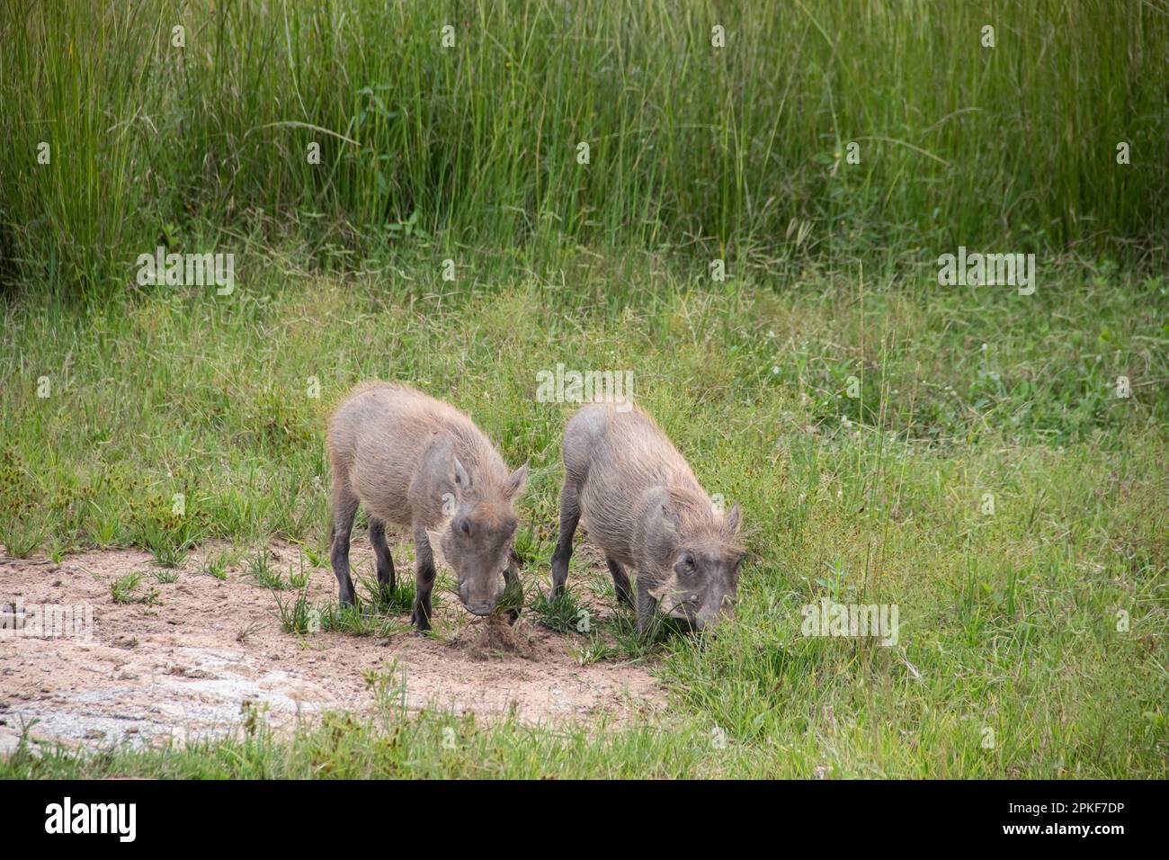 Warthog, cerdo salvaje africano en sabana en África, en el parque nacional para la preservación de los animales Foto de stock