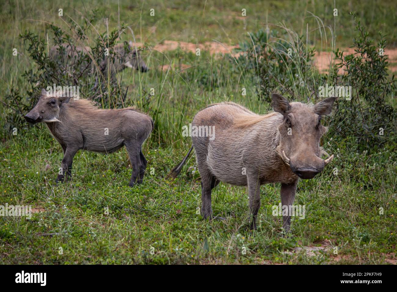 Warthog, cerdo salvaje africano en sabana en África, en el parque nacional para la preservación de los animales Foto de stock