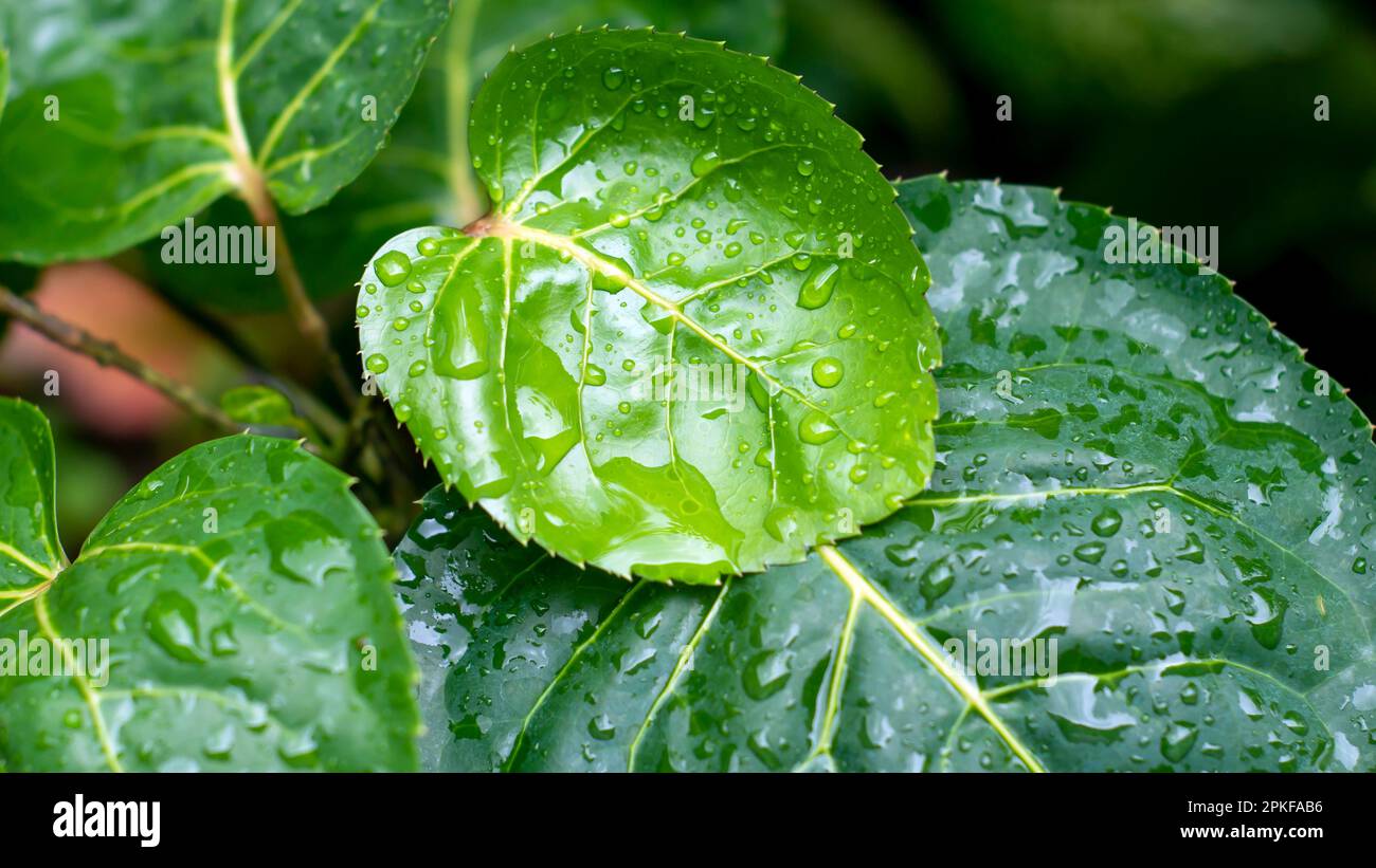 Hojas de ciruela aralia (Polyscias scutellaria) con salpicaduras de agua, es una planta ornamental y medicinal de jardín popular en Indonesia. Foto de stock