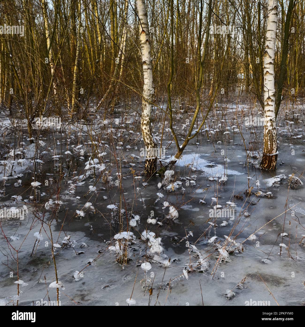 Edad de hielo en el bosque de llanura de inundación... Krefelder Spey (inundación de invierno 2020/2021), primero vino el agua alta, luego la helada, helada Foto de stock