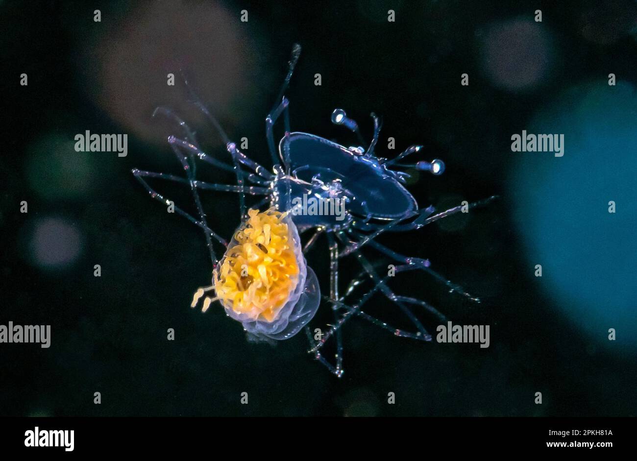 Zapatilla larva de langosta, filosoma, enganchando un paseo en una