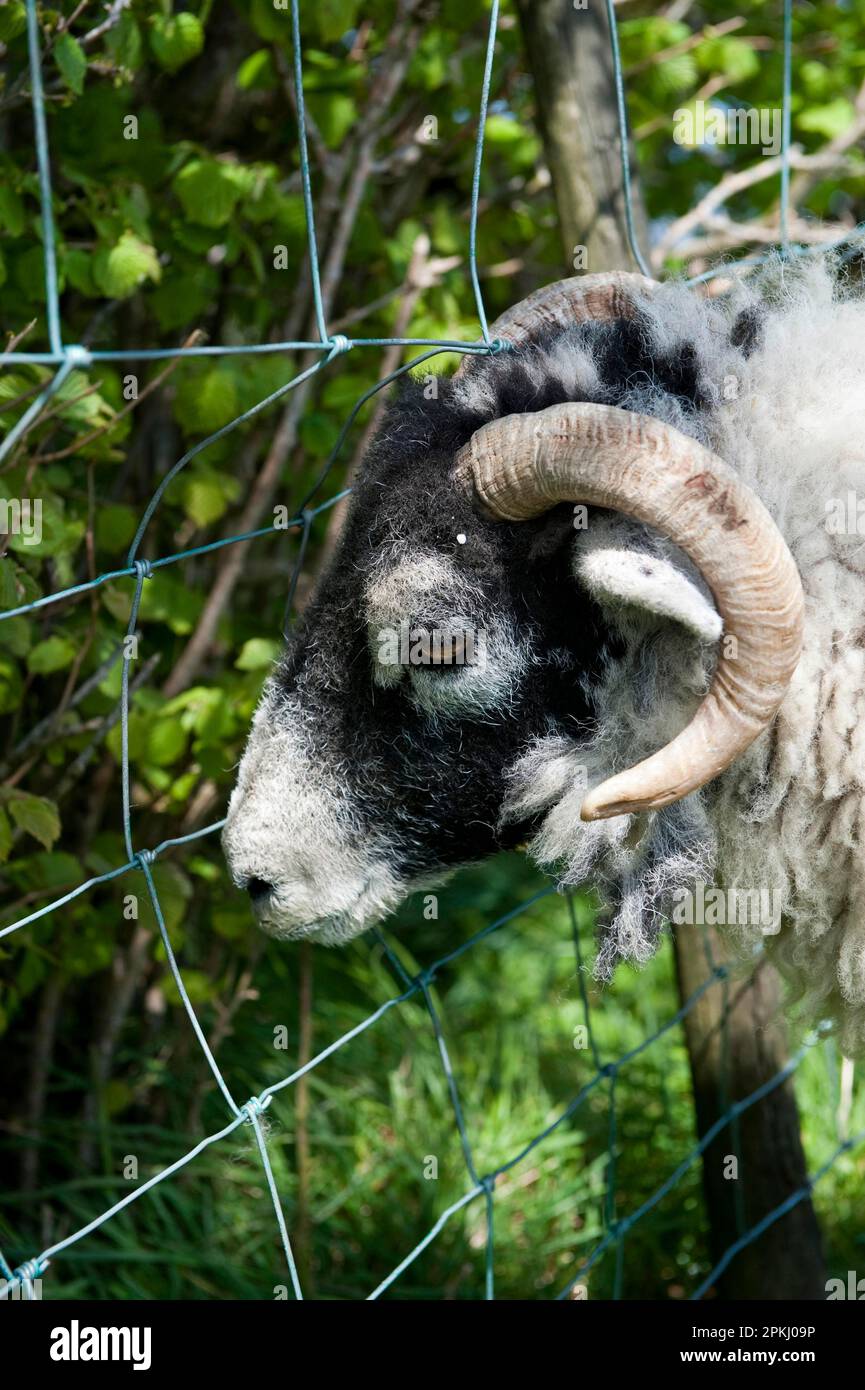 Oveja doméstica, oveja, con cuernos atrapados en la valla de red de alambre, primer plano de la cabeza, Inglaterra, Reino Unido Foto de stock