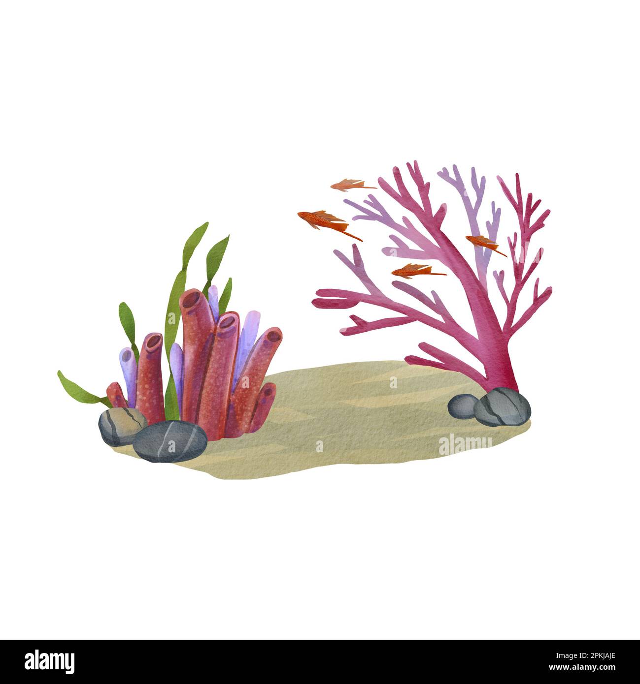 Fondo marino con corales, rocas y algas. Ilustración de acuarela de un arrecife de coral con peces rojos. Acuario de animales exóticos. Arbusto de algas verdes y rosa cora Foto de stock