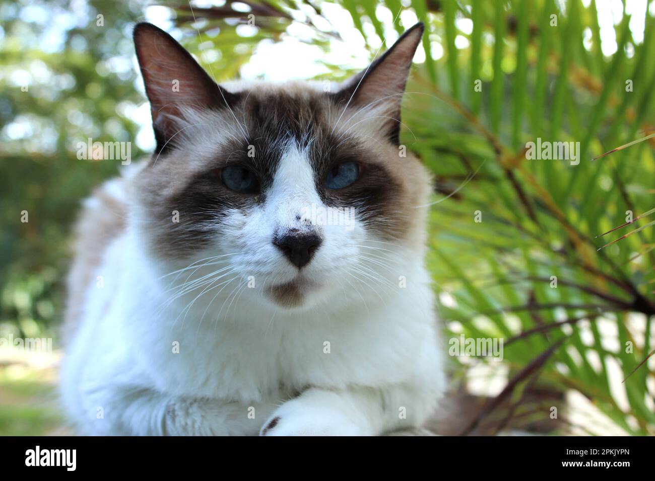 Gato de ojos azules de cerca Foto de stock