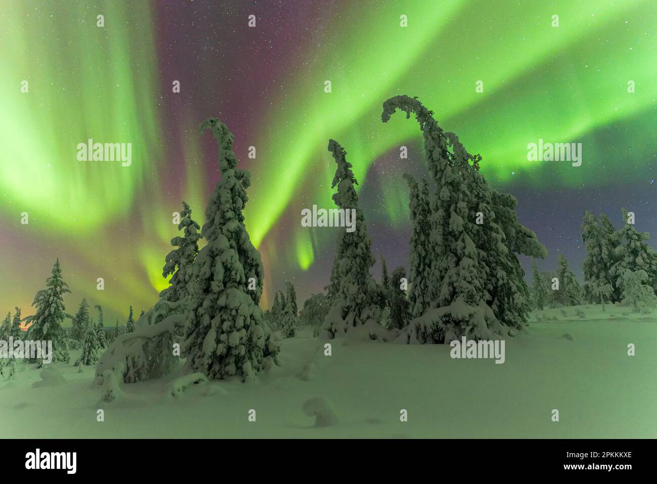 Aurora boreal en una noche estrellada bailando sobre el bosque nevado, Parque Nacional Pallas-Yllastunturi, Muonio, Laponia, Finlandia Foto de stock