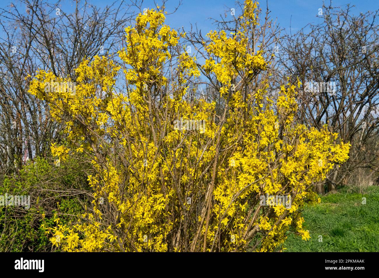 Arbusto sin cortar fotografías e imágenes de alta resolución Alamy