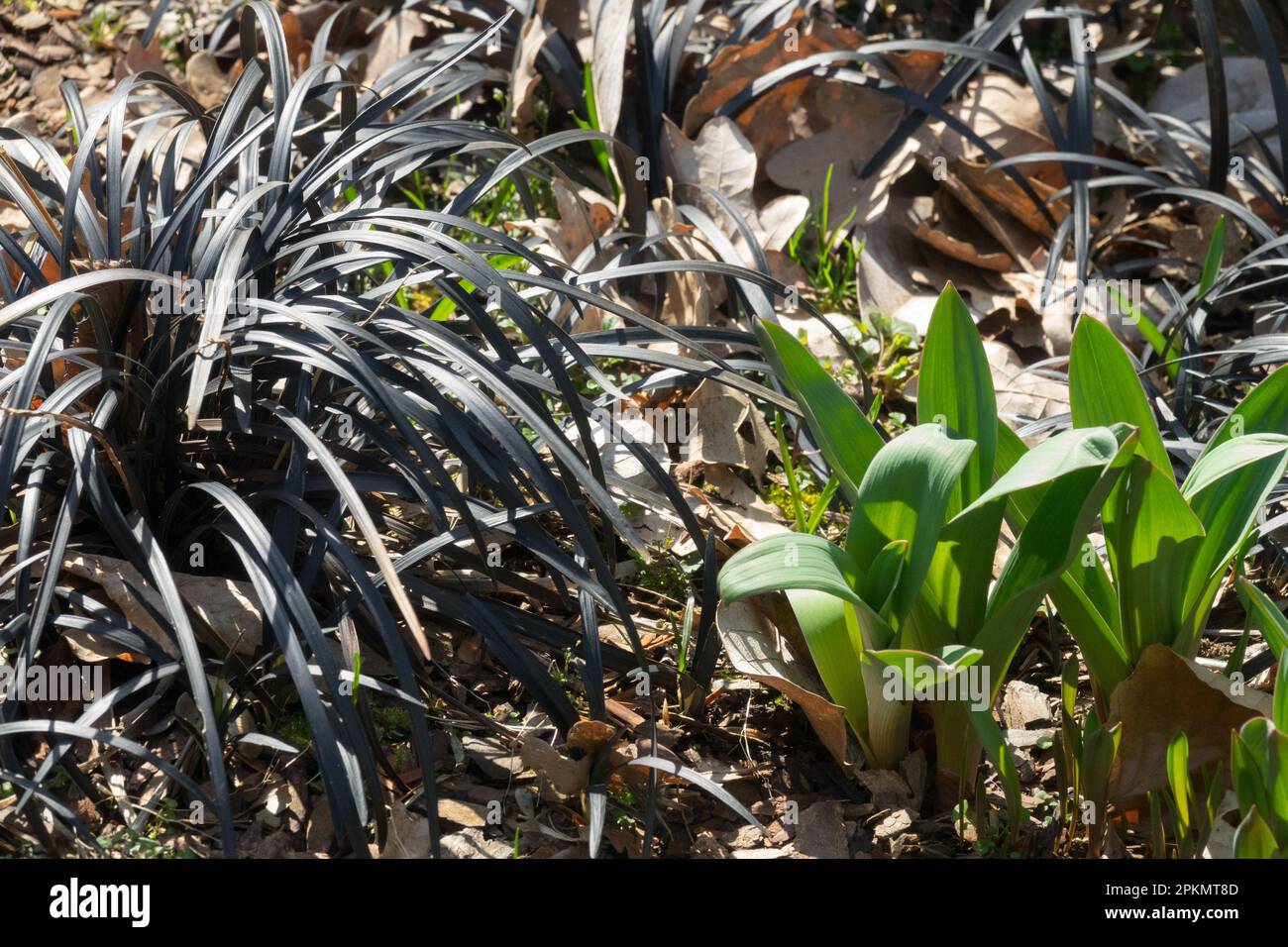 Ophiopogon planiscapus nigrescens, Black Mondo Grass, Jardín, brotes en primavera Foto de stock