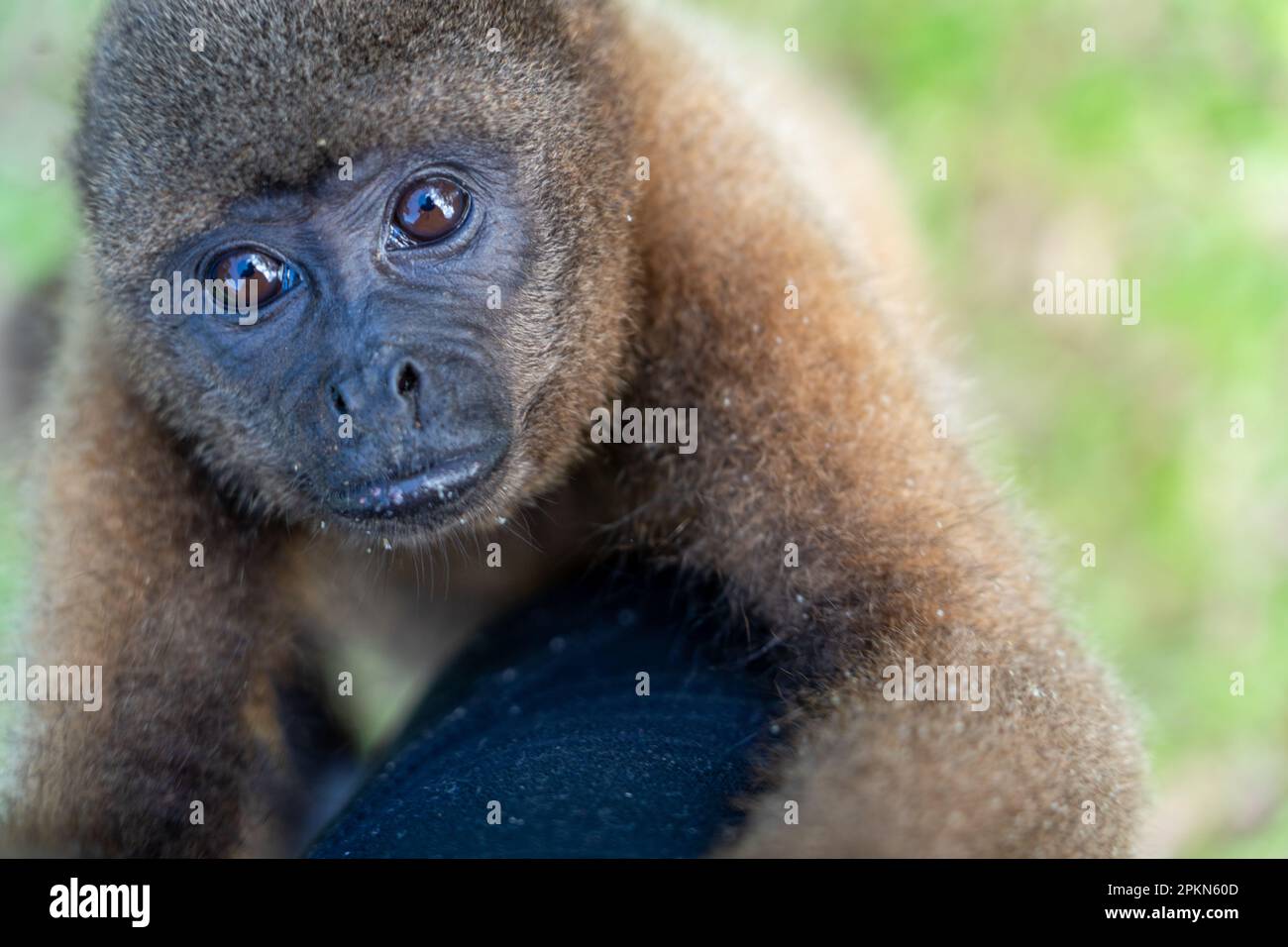 Mono Aullador Rojo (Alouatta seniculus) en La Isla de los Monos en Iquitos, Perú Foto de stock
