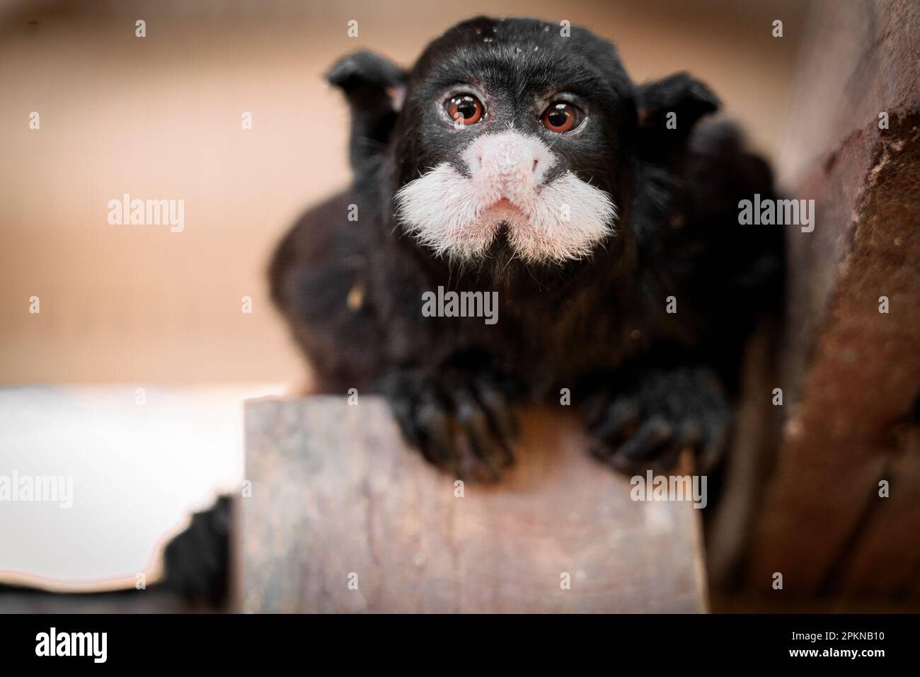 Tamarin bigote (Saguinus mystax) en La Isla de los Monos en Iquitos, Perú Foto de stock