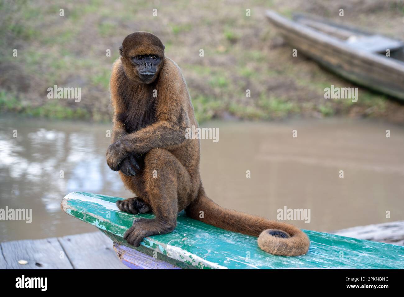 Mono Aullador Rojo (Alouatta seniculus) en La Isla de los Monos en Iquitos, Perú Foto de stock