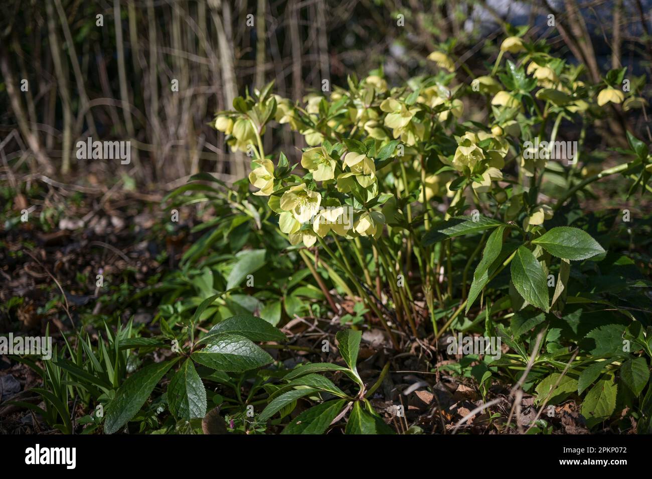 Planta de rosa de Navidad (Helleborus niger) con flores amarillas de color verde lima que crecen en un jardín de cabaña, perenne de hoja perenne de floración temprana, espacio de copia, se Foto de stock