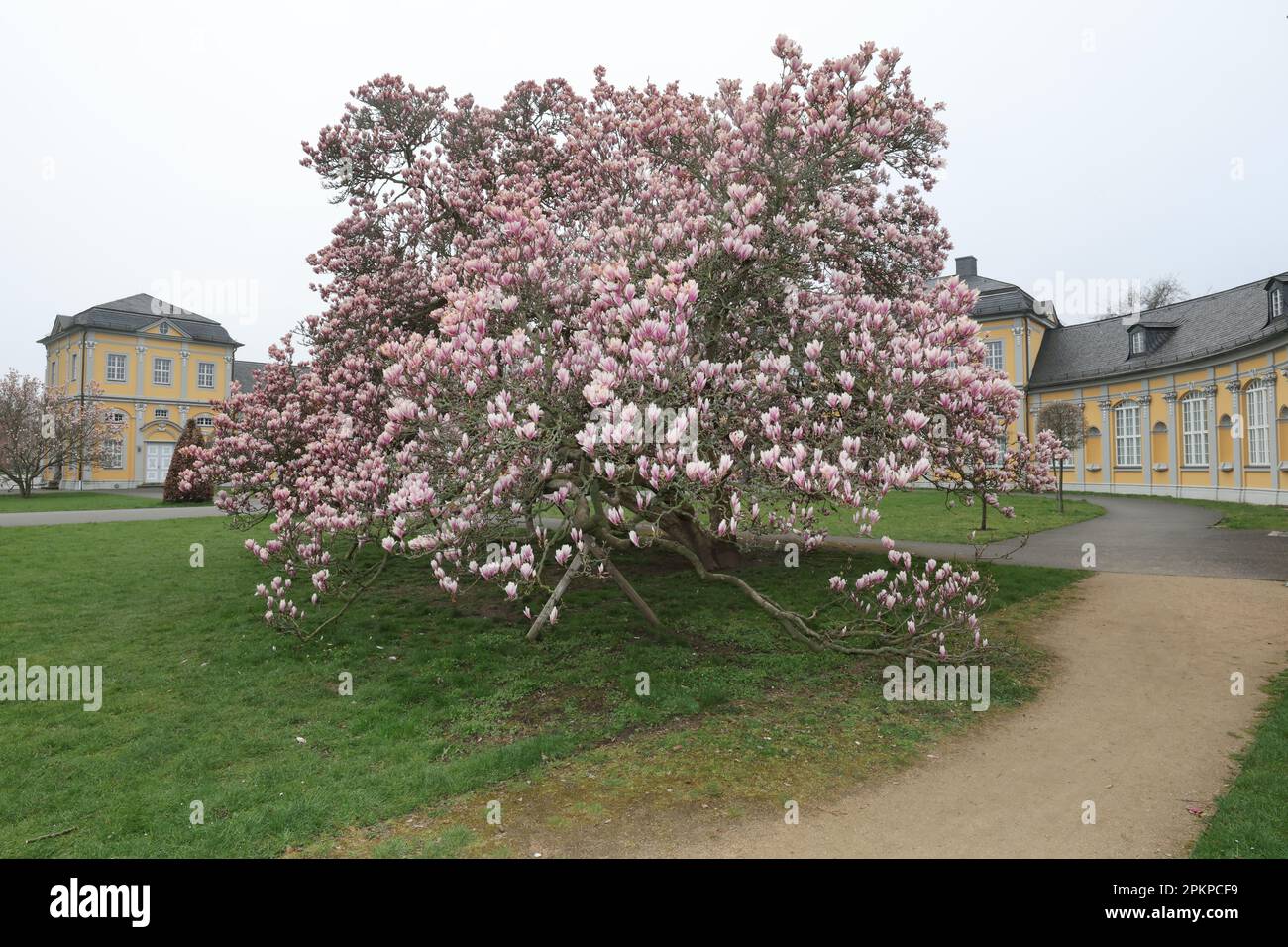 Gera, Alemania. 09th de abril de 2023. Un árbol de magnolia florece en el  jardín de la cocina. Las magnolias (Magnolia) son un género de plantas de la  familia de las magnolias (