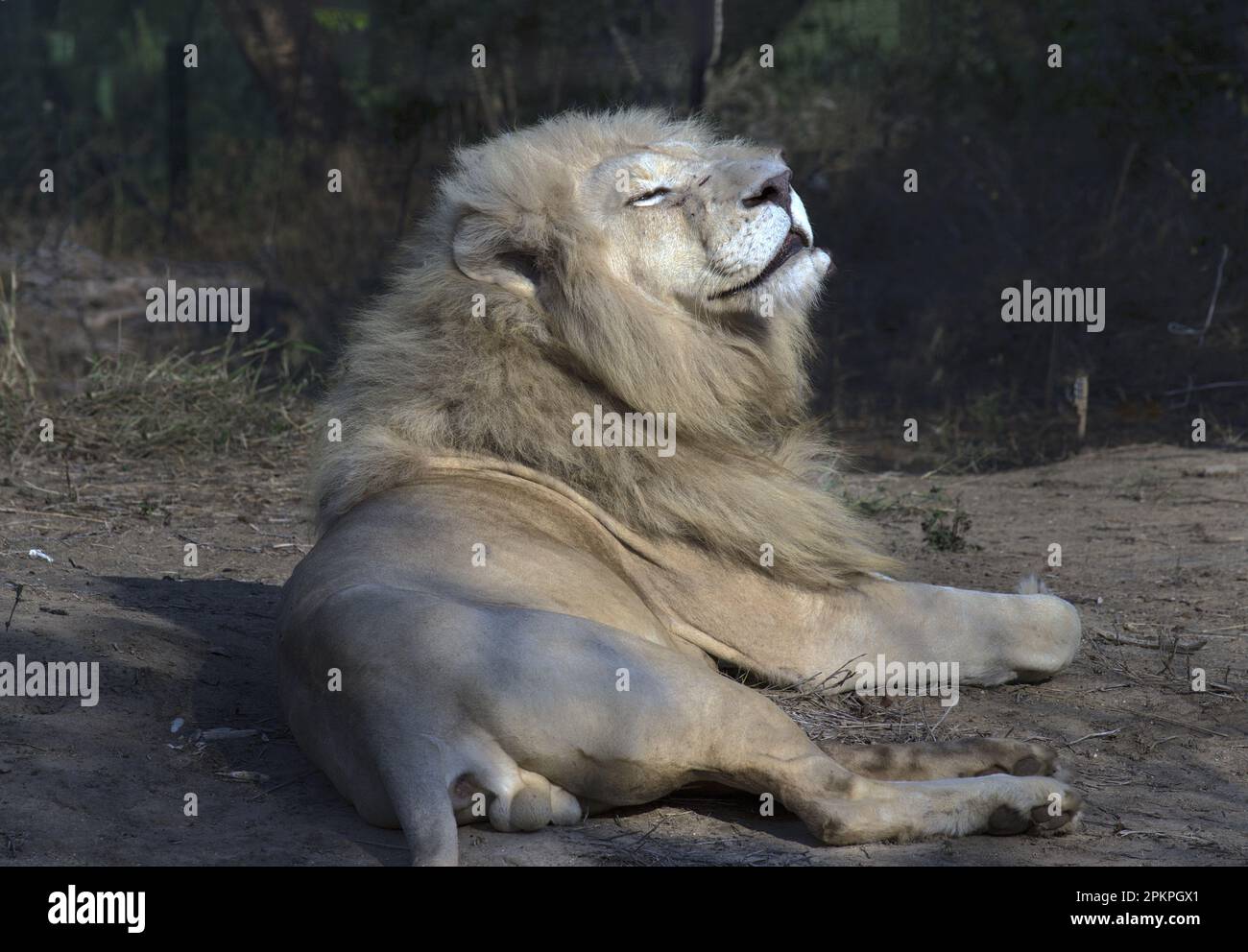 El león blanco es una rara mutación de color del área de Timbavati. Los  leones blancos son los mismos que los leones africanos (Panthera leo  krugeri) encontrados en algunos Fotografía de stock -