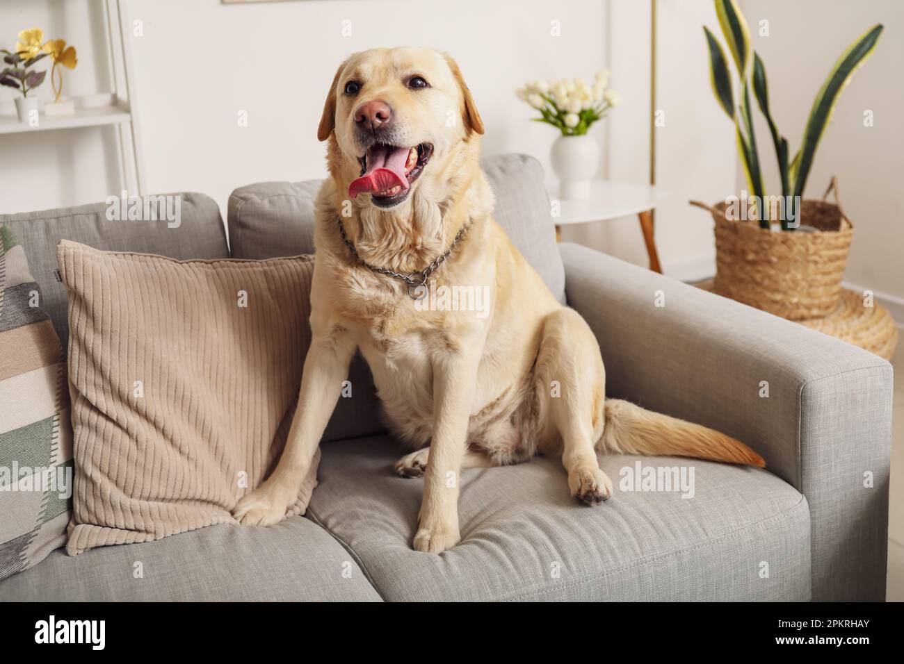 Lindo perro labrador sentado en el sofá en casa Fotografía de stock - Alamy