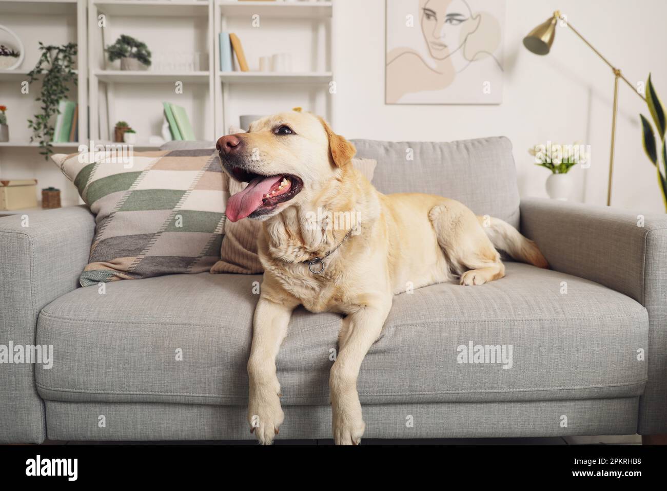 Lindo perro labrador acostado en el sofá en casa Fotografía de stock - Alamy