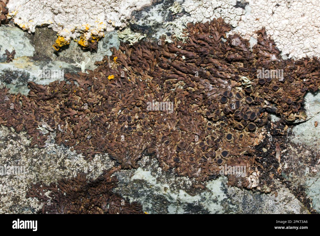 Anaptychia runcinata (liquen folioso) se encuentra en las rocas costeras principalmente en las costas norte y oeste. Es originaria de Europa y América del Norte. Foto de stock
