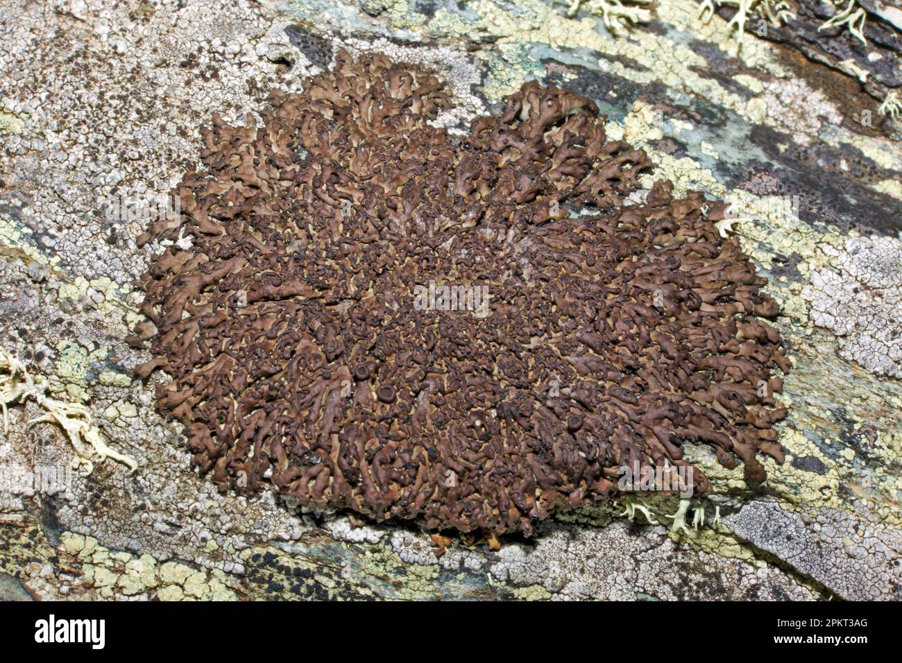 Anaptychia runcinata (liquen folioso) se encuentra en las rocas costeras principalmente en las costas norte y oeste. Es originaria de Europa y América del Norte. Foto de stock