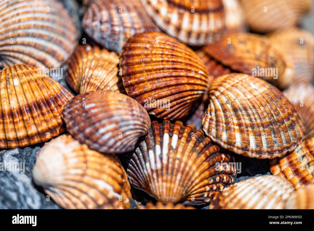 Fondo de conchas, muchas conchas diferentes apiladas juntas en la playa de Costa del Sol, España. Foto de stock