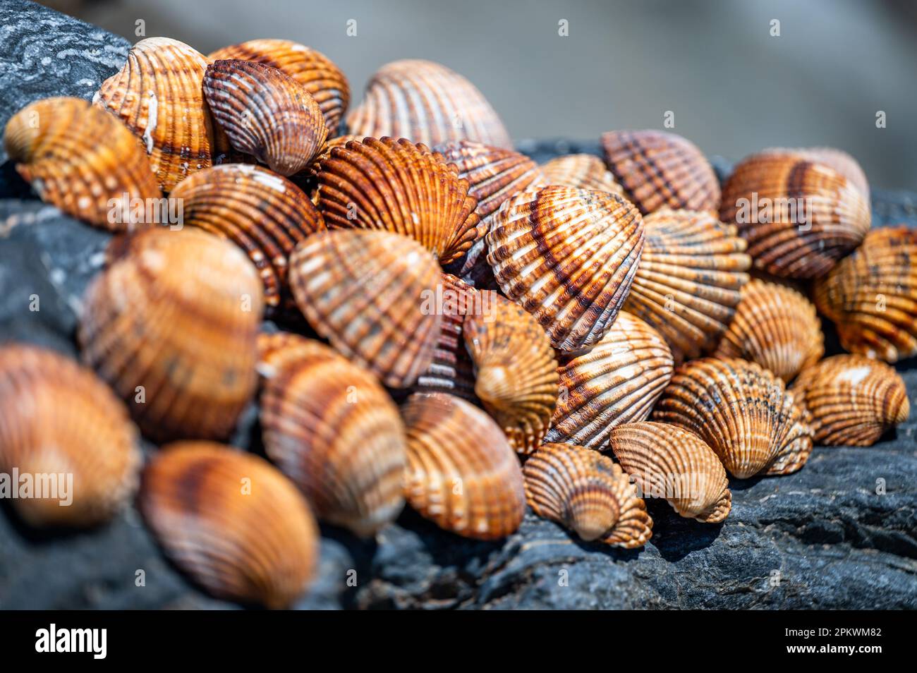 Fondo de conchas, muchas conchas diferentes apiladas juntas en la playa de Costa del Sol, España. Foto de stock