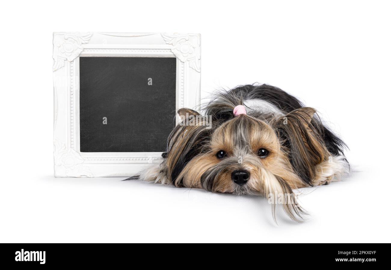 Adorable perro adulto joven Biewer Yorkshire Terrier, acostado mirando hacia delante con la cabeza hacia abajo en la superficie junto a un tablero de mensajes. Mirando hacia la cámara. Foto de stock