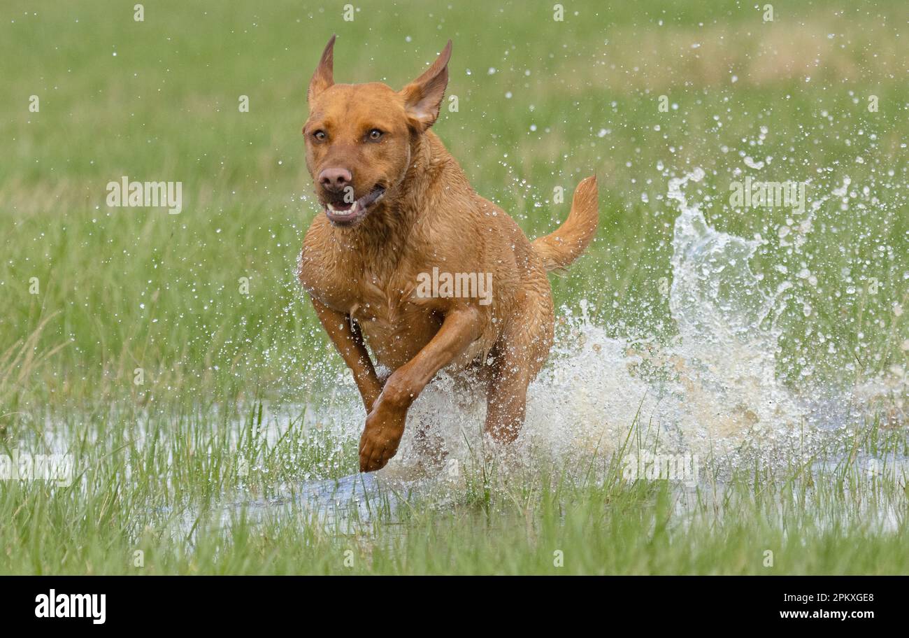 cómo corren los perros tan rápido