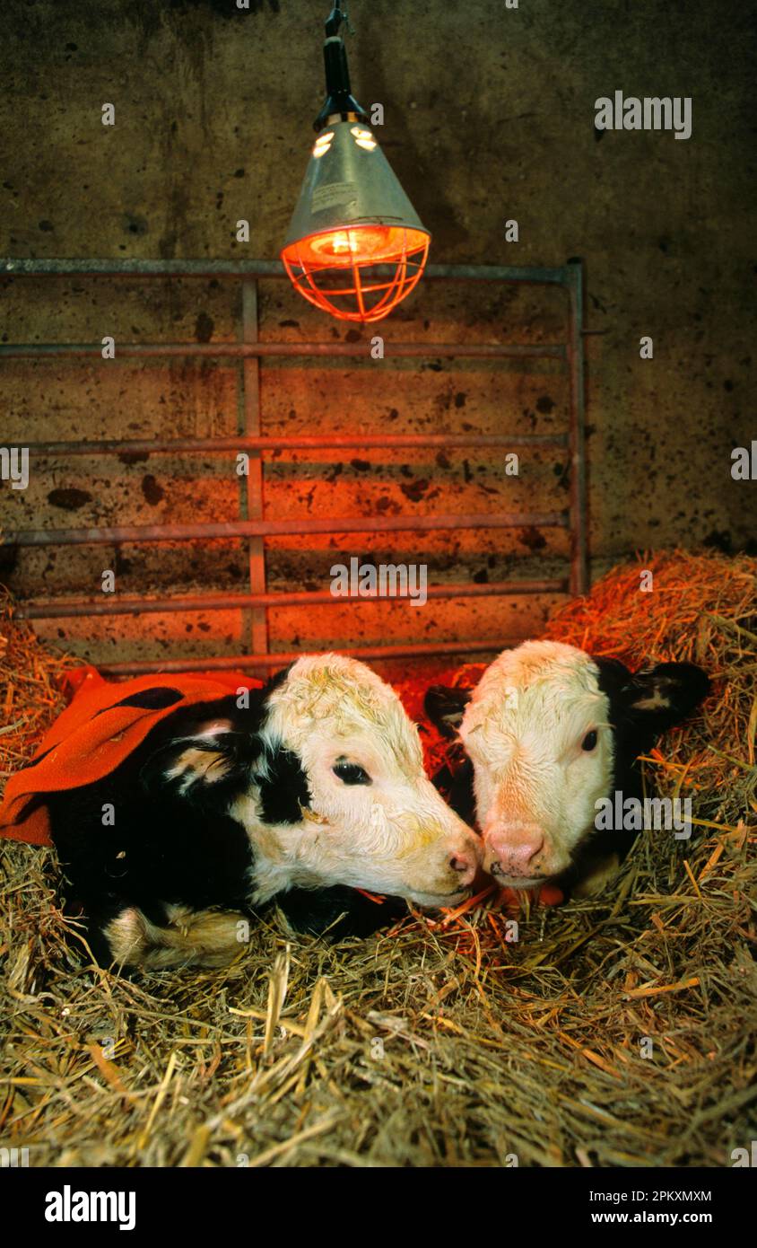 Peluche Musical Y Lámpara De Noche Para Bebés Recién Nacidos Cow