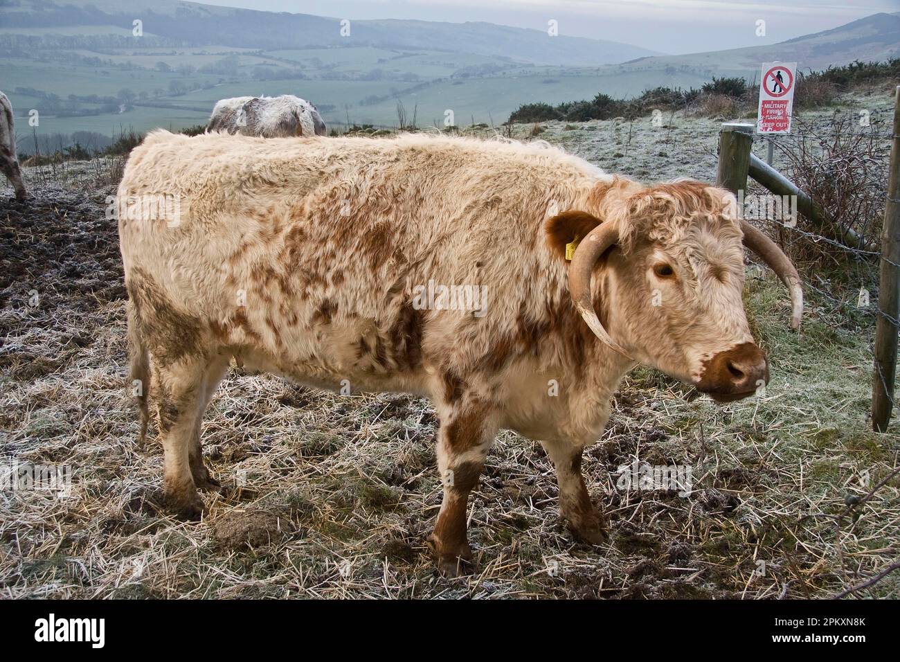 Ganado doméstico, Ganado Longhorn, de pie en pastizales cubiertos de heladas, con señal Campo de tiro militar, sin entrada al lado de la valla, Dorset, Inglaterra, Unidos Foto de stock