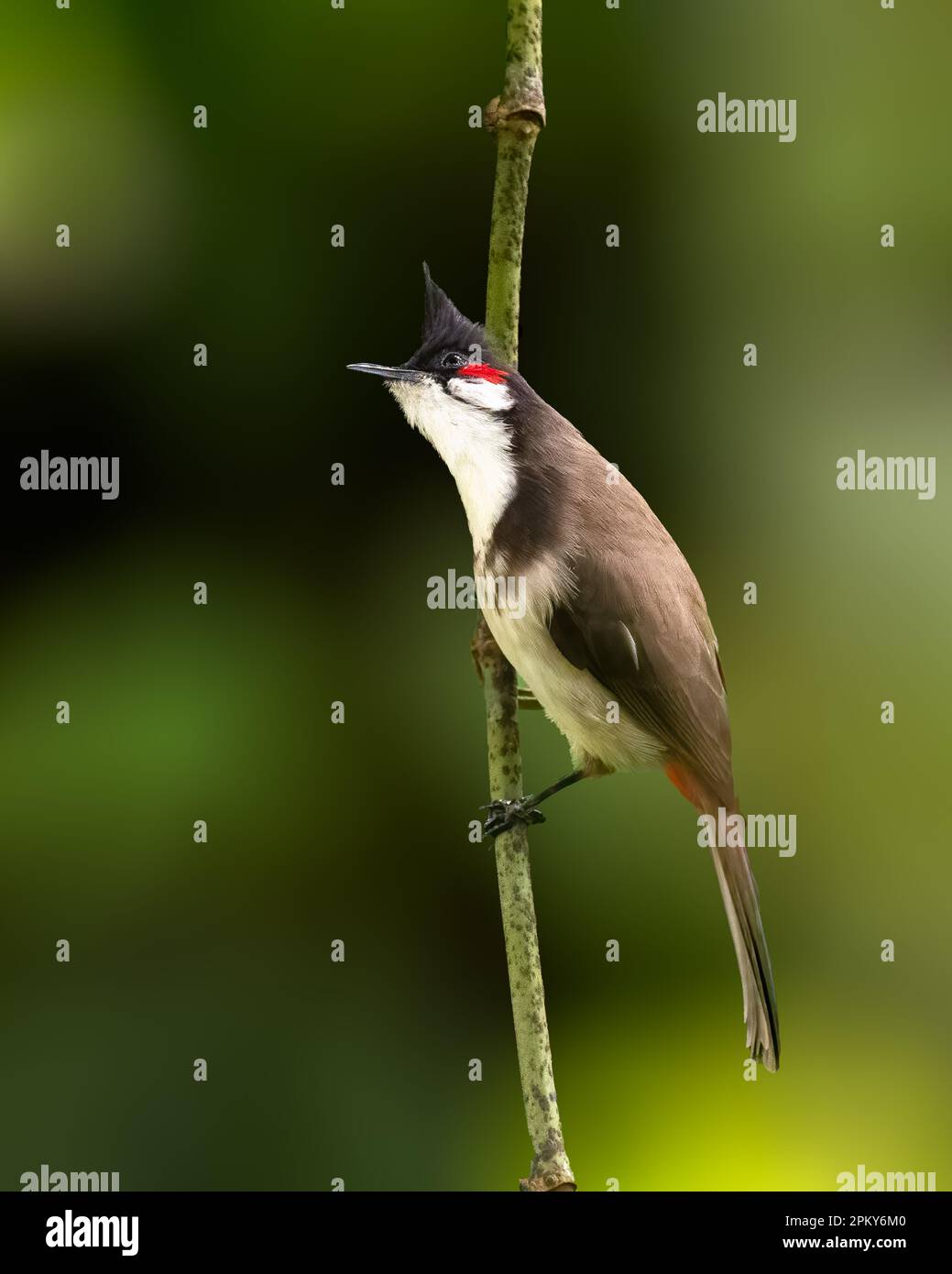 Un hermoso bulbul joven de batido rojo (Pycnonotus jocosus), encaramado en una delgada rama en el jardín. Foto de stock