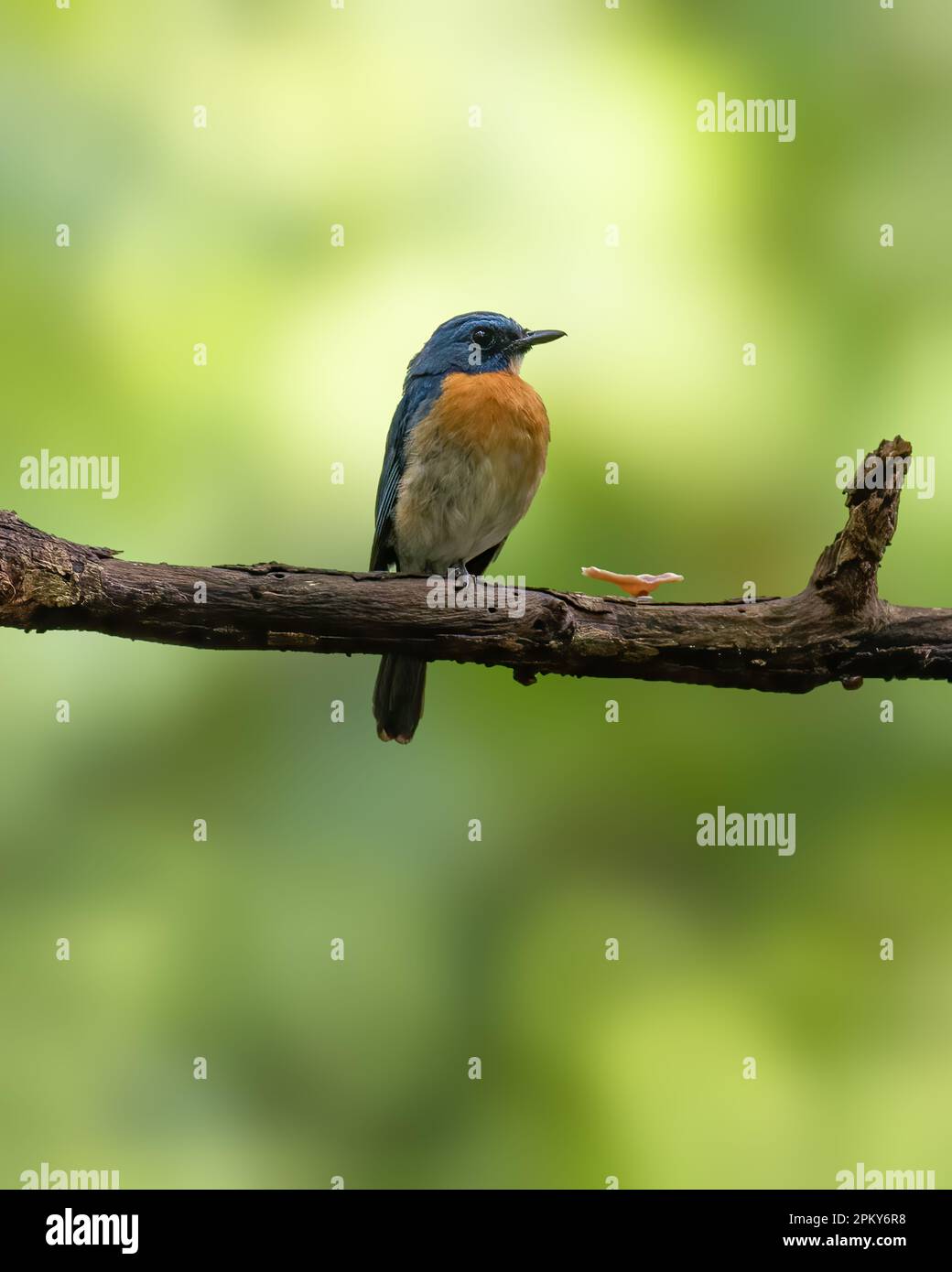 Un hermoso captador de mosca azul adulto de tickell (Cyornis tickelliae) encaramado en una rama de árbol en el bosque salvaje. Foto de stock