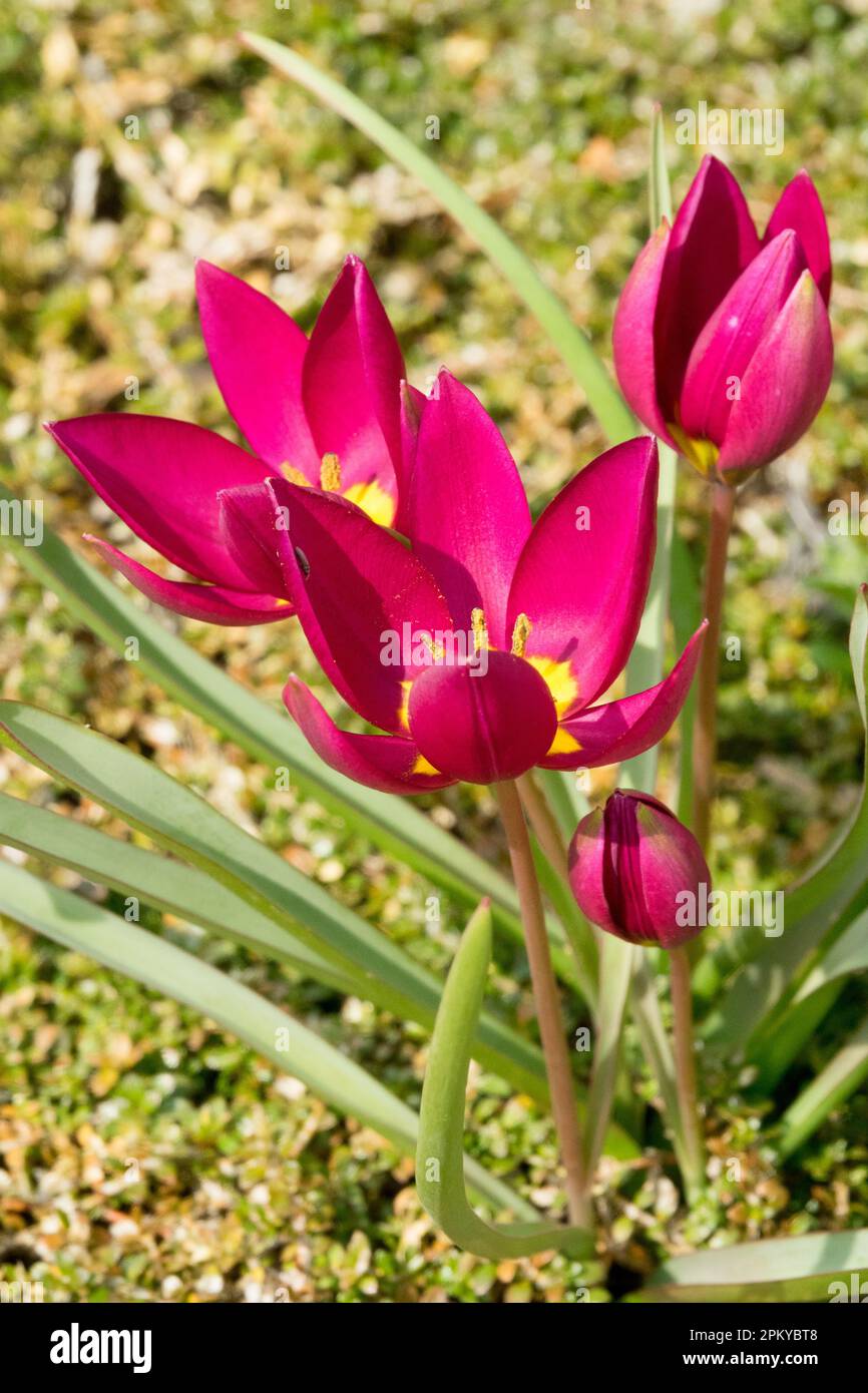Tulipa humilis 'Perlas Persas' Flor Cerise-púrpura, Color, Amarillo centro, Enano, Tulipán Foto de stock