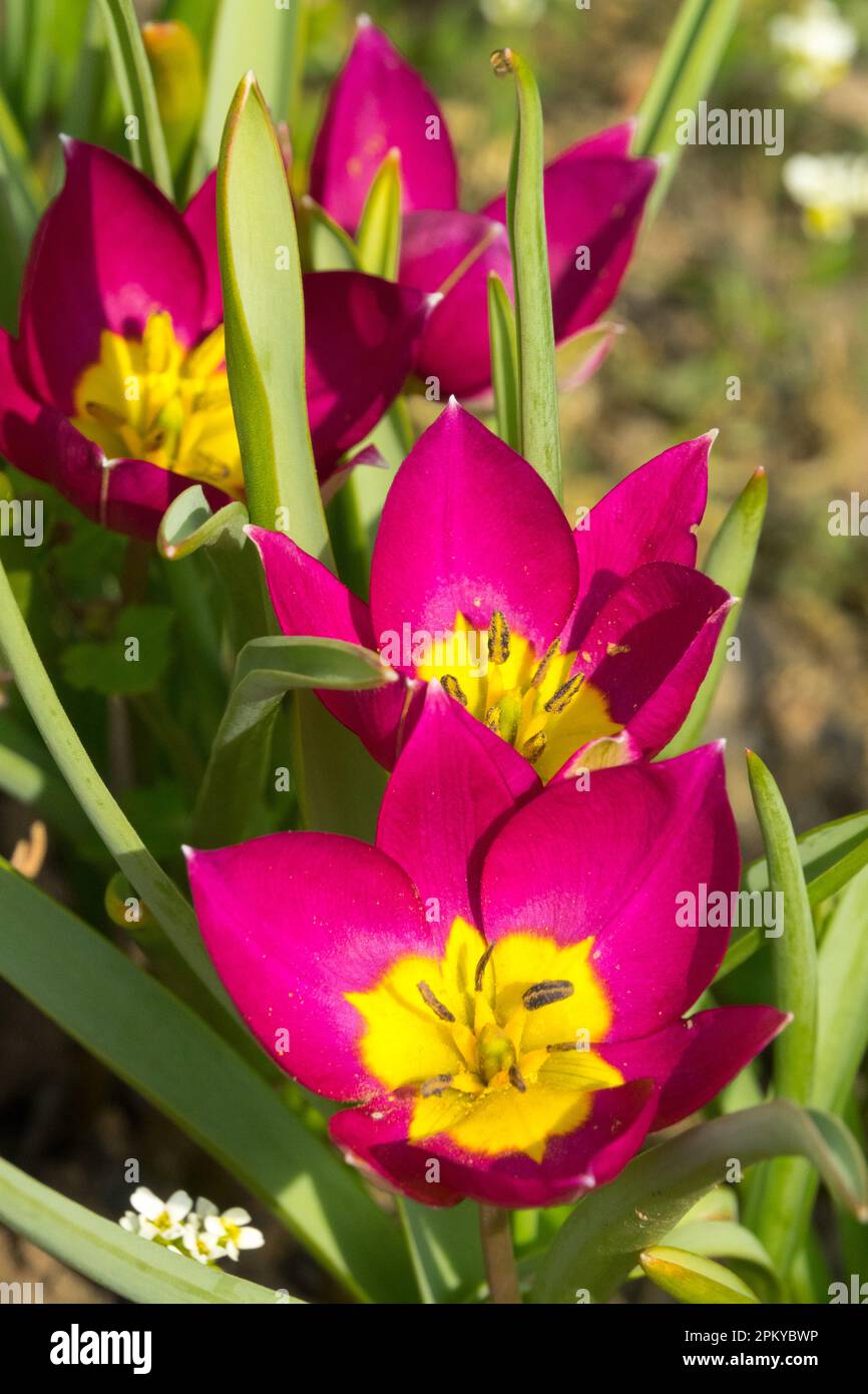 Tulipa,pulchella 'Persa Perla', Enano, Jardín, Tulipán Foto de stock