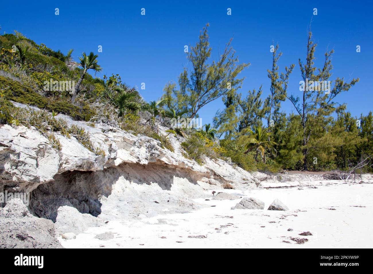 La vista panorámica de los árboles y las rocas erosionadas en la playa de arena de la isla Half Moon Cay (Bahamas). Foto de stock