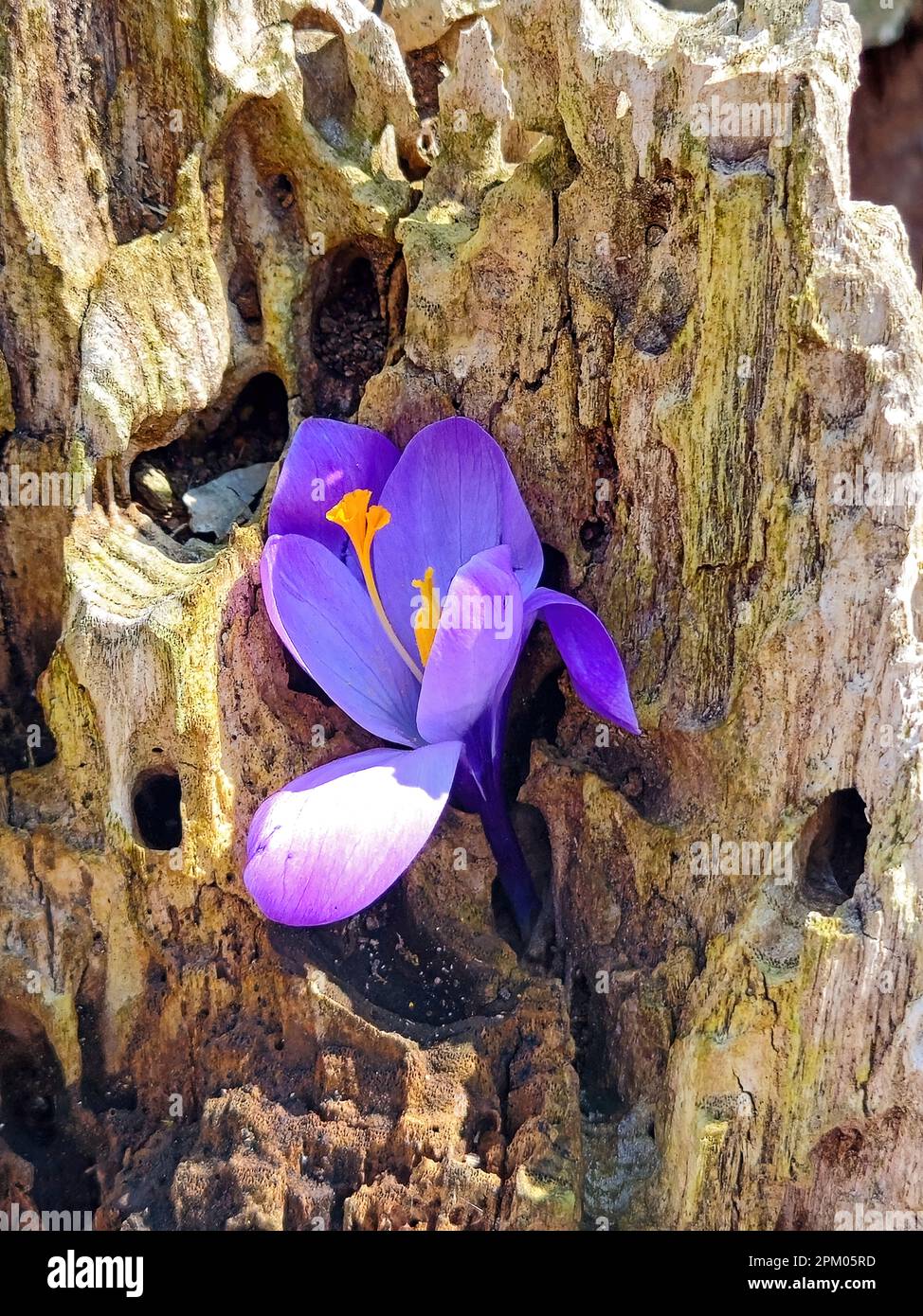 Primer plano de un crocus de primavera púrpura en un tronco de árbol rústico Foto de stock