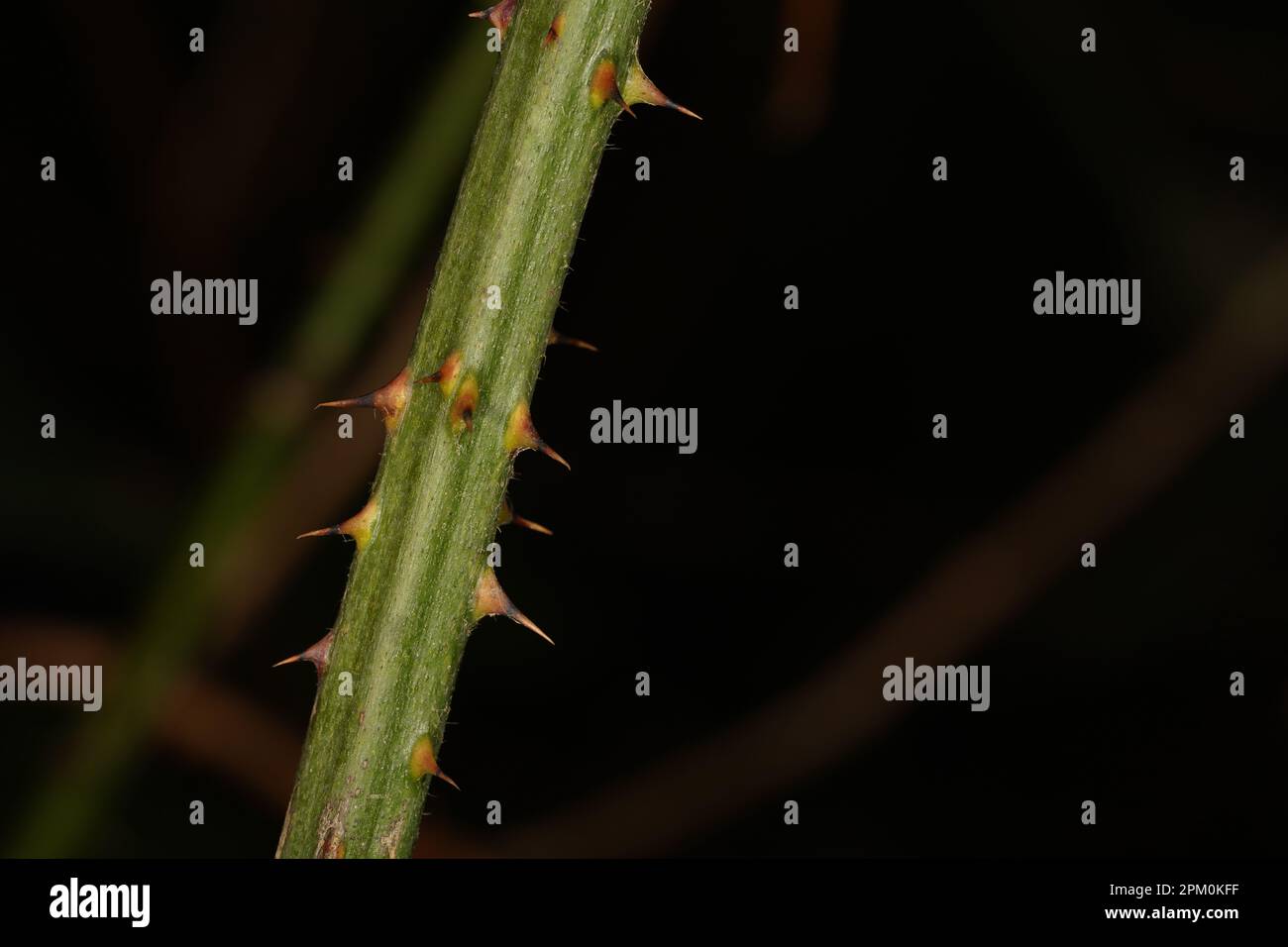 Palo con espinas fotografías e imágenes de alta resolución - Alamy