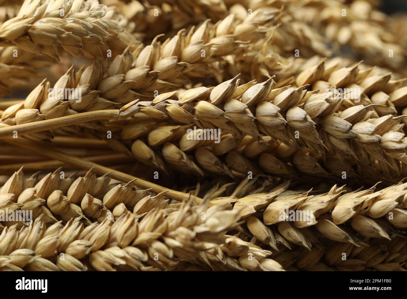 Espigas secas de trigo como fondo, primer plano Fotografía de stock - Alamy
