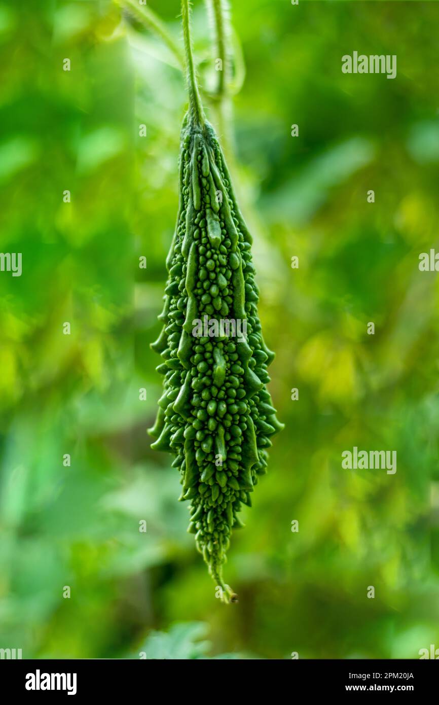 El melón amargo es rico en vitaminas A y C y otros nutrientes. Contiene