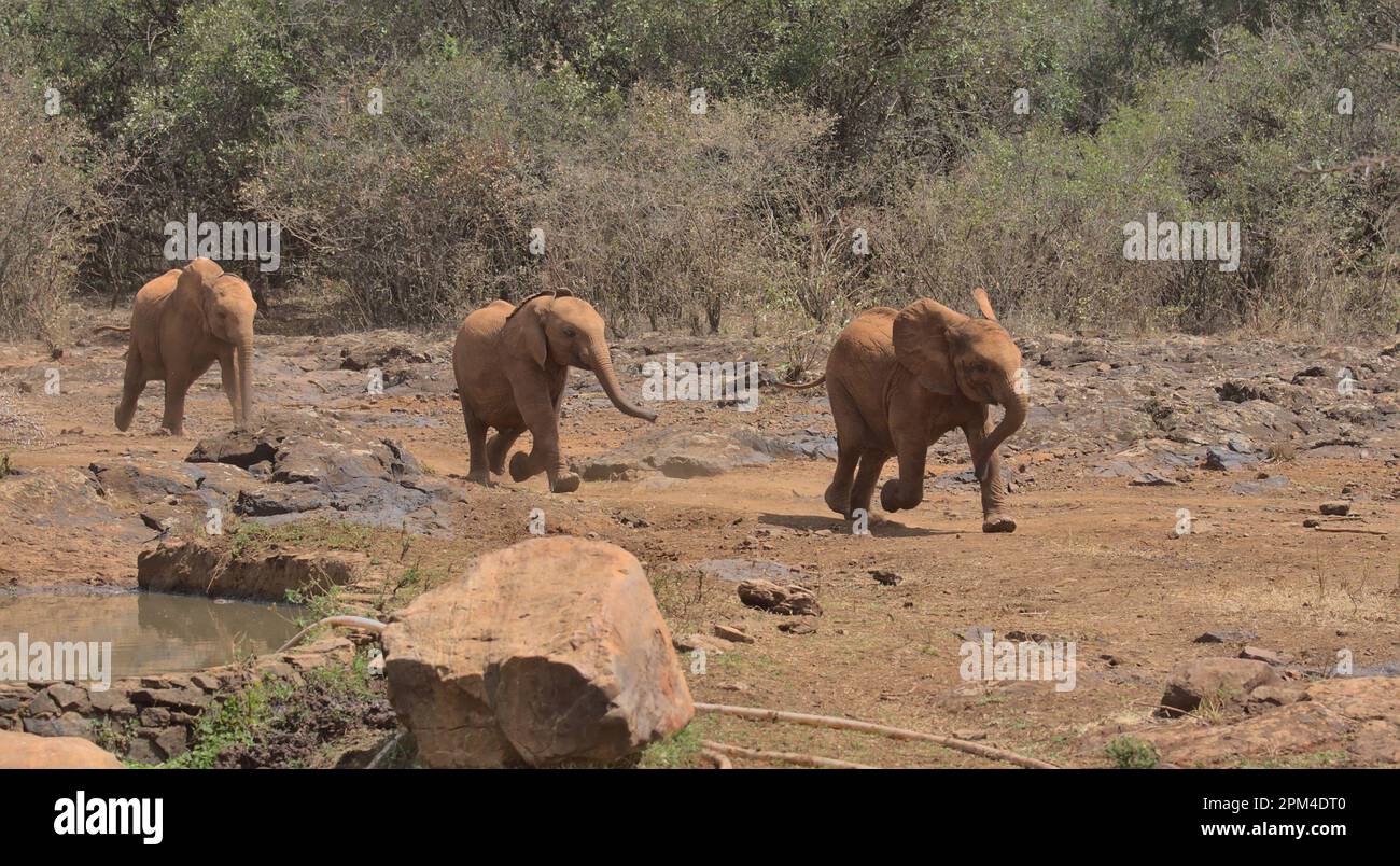Lindos bebés elefantes africanos corriendo ansiosamente hacia sus cuidadores para su alimentación diaria con biberón de leche en el Orfanato Sheldrick Wildlife Trust, Nairobi Foto de stock