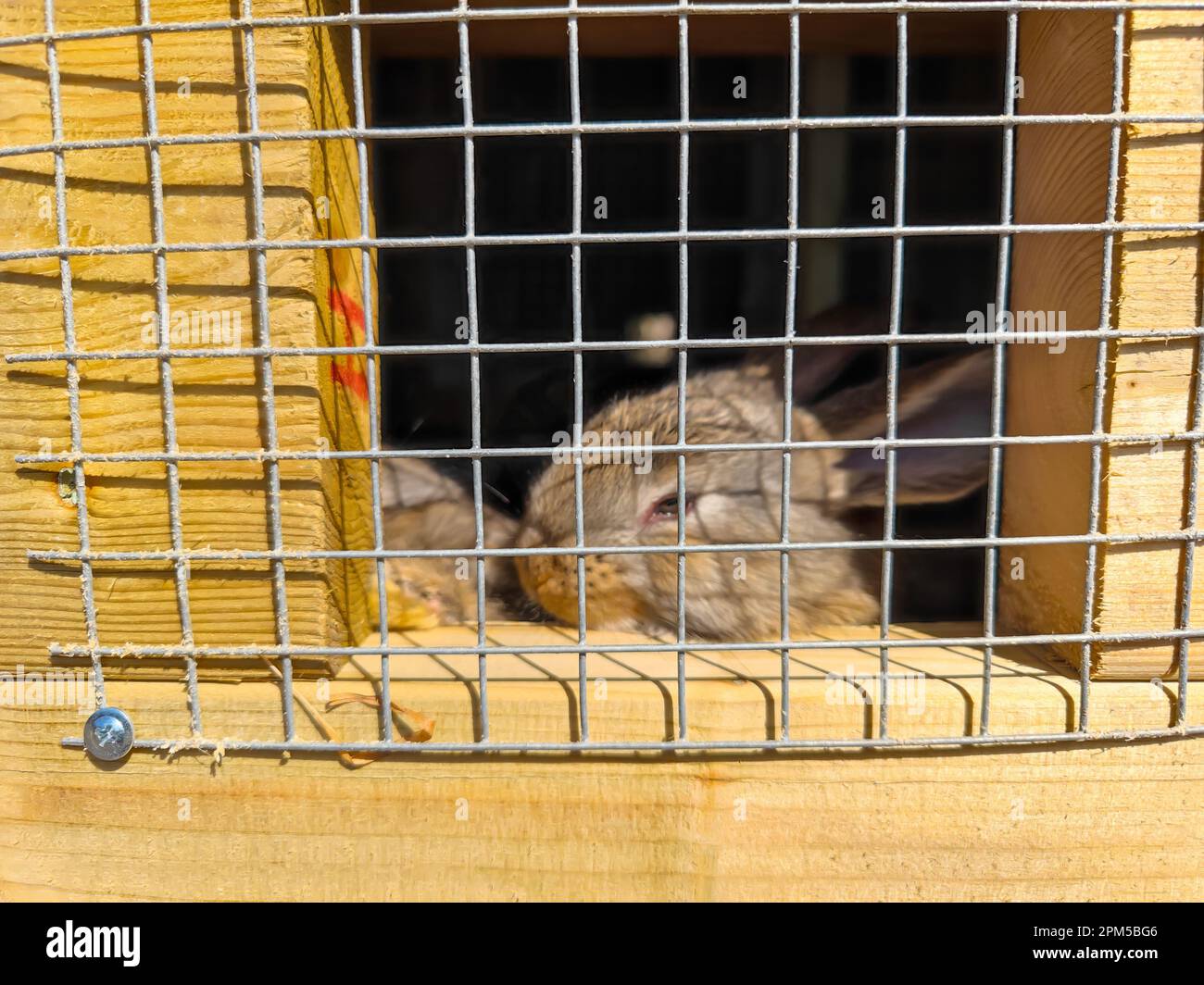 Jaulas de conejo fotografías e imágenes de alta resolución - Página 2 -  Alamy