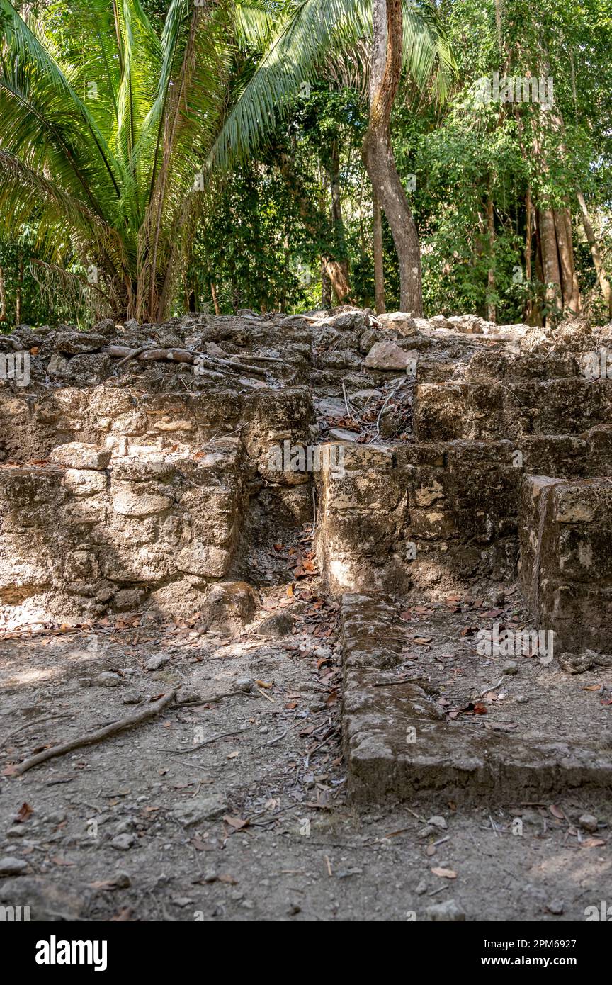 Antiguas ruinas mayas de Chacchoben en la selva cerca de la terminal de cruceros en Costa Maya. Foto de stock