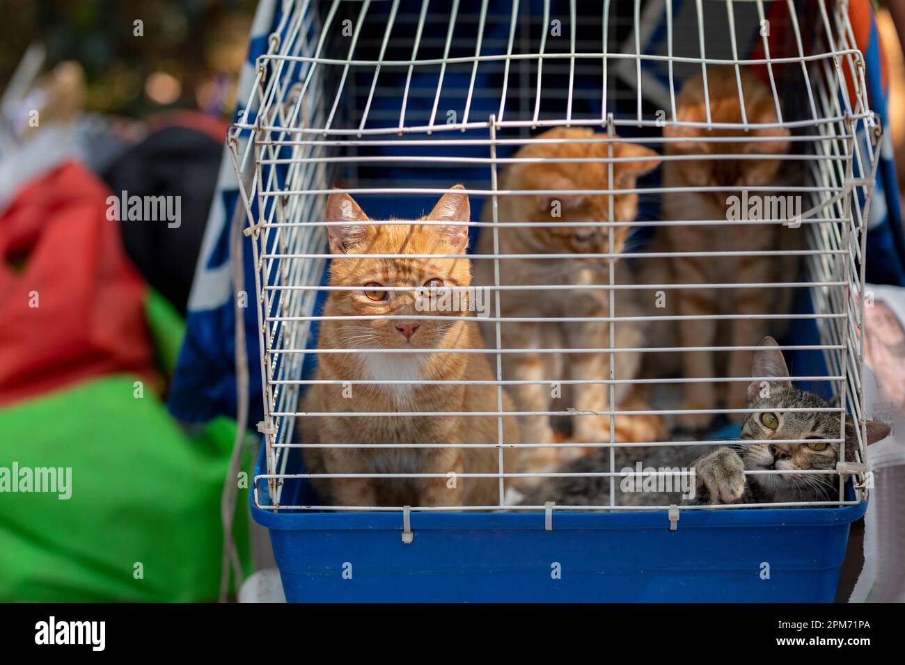Gatos en una jaula de refugio esperando ser adoptados Foto de stock