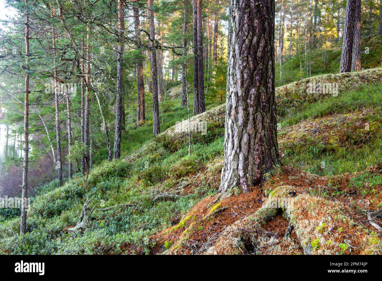 Un bosque de coníferas Foto de stock