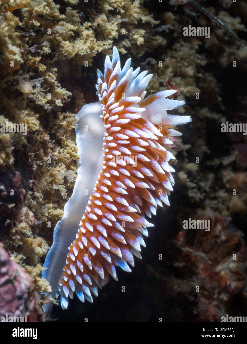 Vista lateral de un nudibranquio del cabo silvertip (Janolus capensis) en el arrecife bajo el agua Foto de stock