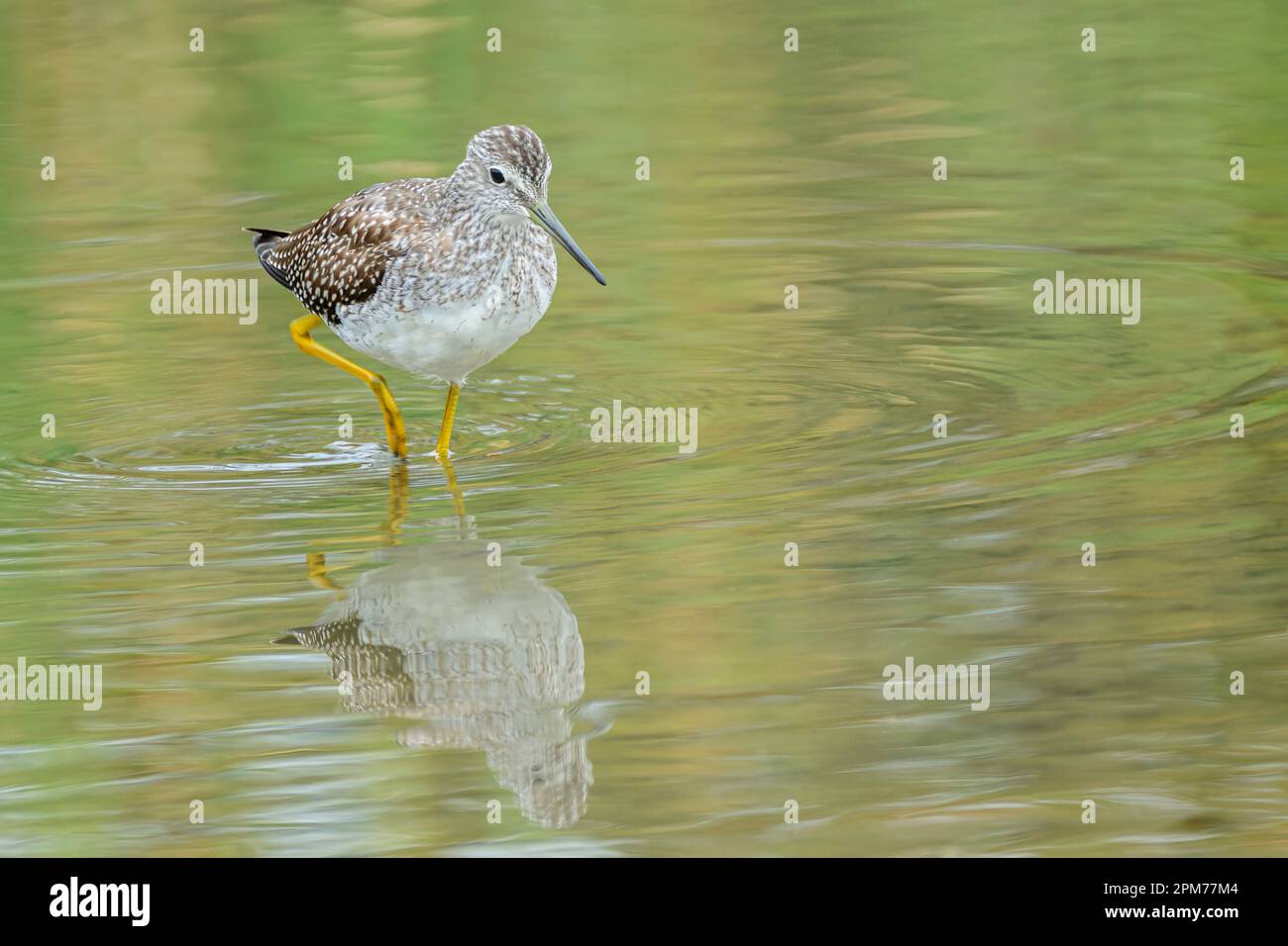 Greater Yellowlegs, Tringa melanoleuca, George C. Reifel Migratory Bird Sanctuary, Delta, British Columbia, Canadá Foto de stock