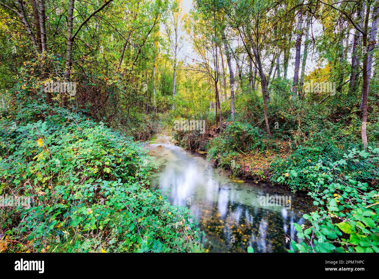 Principios de otoño en el Río Dulce. aragosa. Guadalajara. En el Río