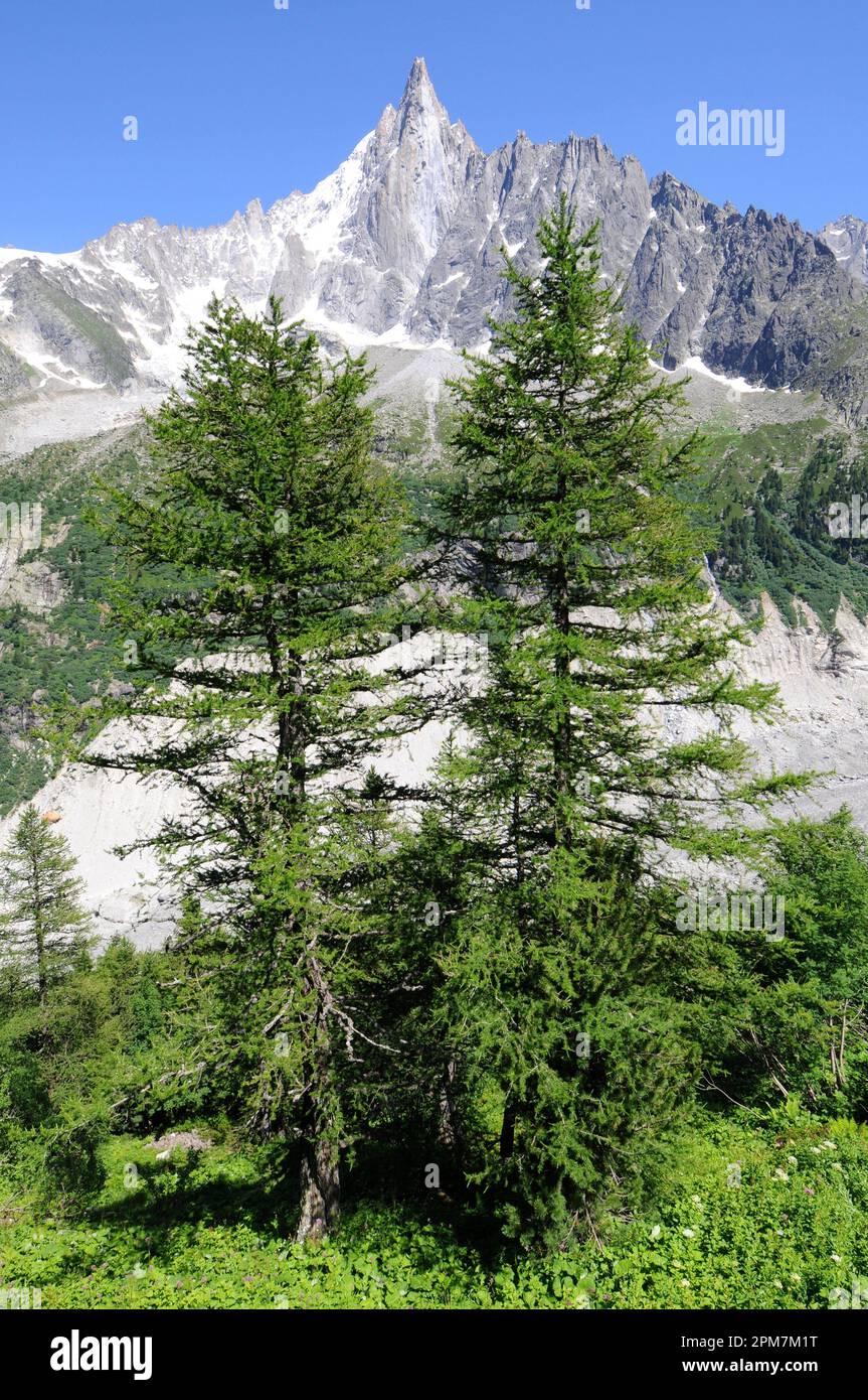 Mountain stream, European Larchs, Larix decidua, Pinaceae, Val da Larisch,  Dumagns, Muntogna da Schons, Alps, Canton of Graubünden, Switzerland Stock  Photo - Alamy