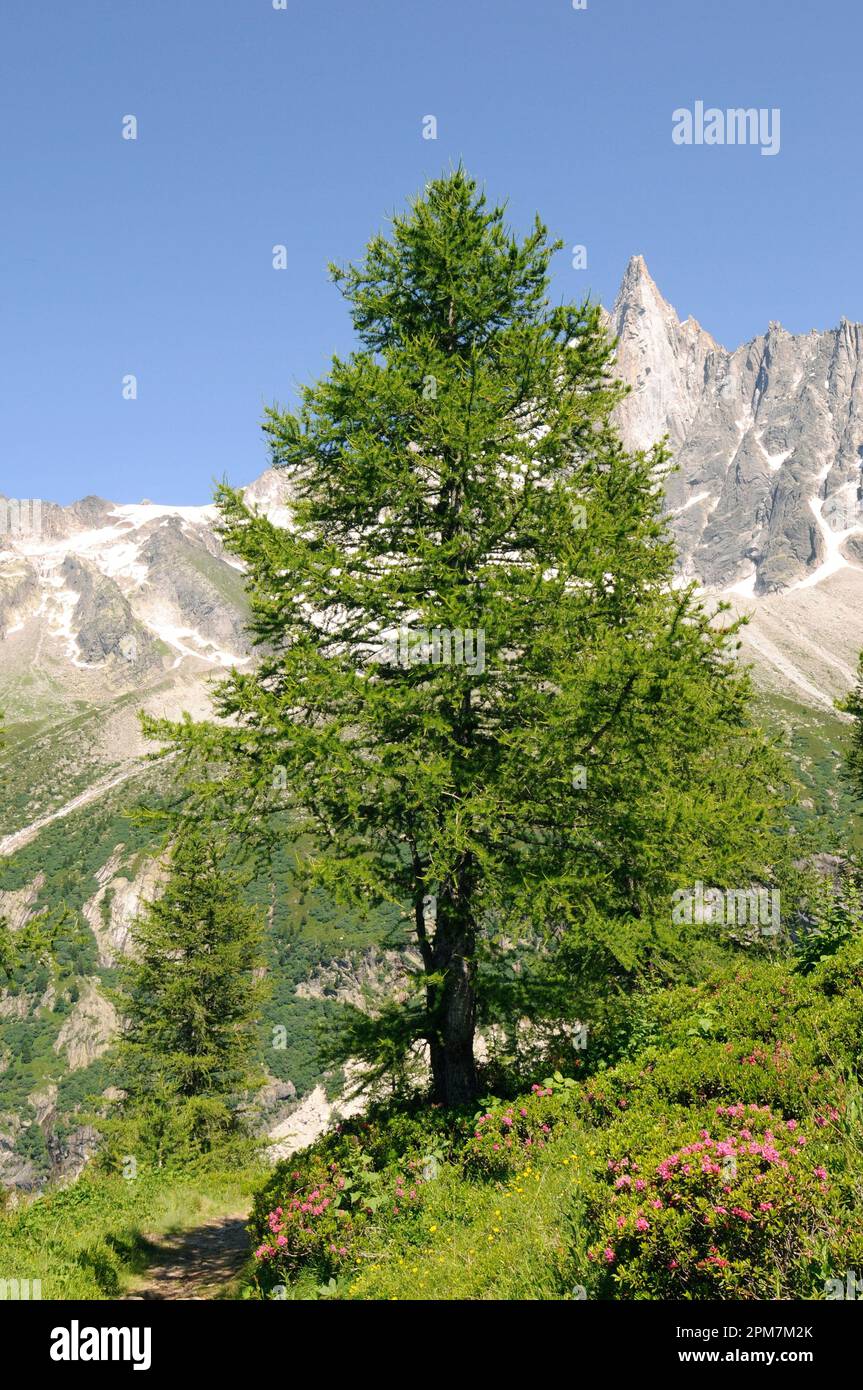 Mountain stream, European Larchs, Larix decidua, Pinaceae, Val da Larisch,  Dumagns, Muntogna da Schons, Alps, Canton of Graubünden, Switzerland Stock  Photo - Alamy